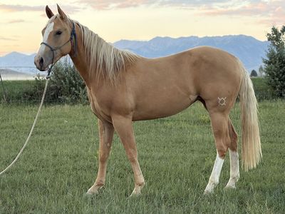 APHA 2 Y/o Filly