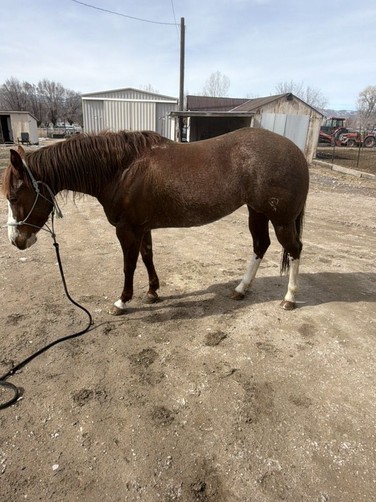 4yo Mare