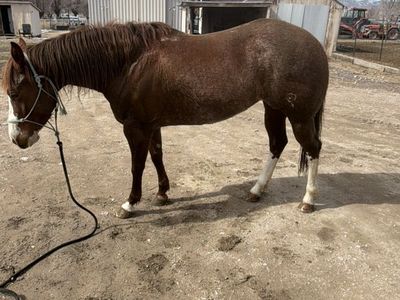 4yo Mare