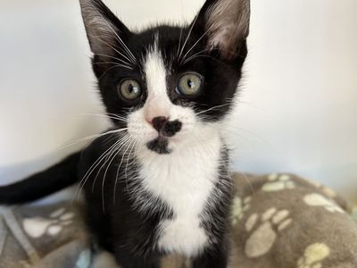 Hello my name is Sausage