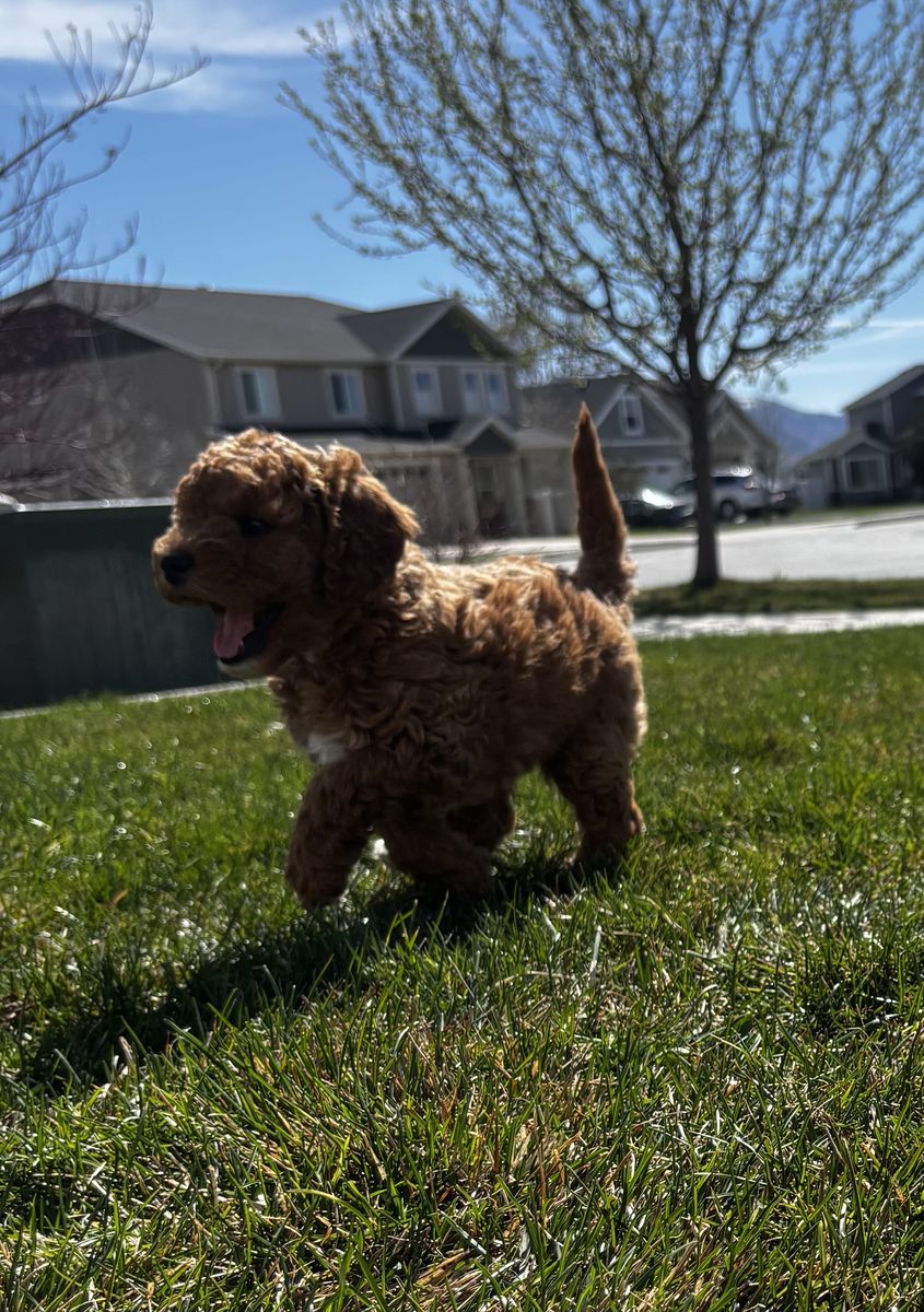 READY FOR EASTER....Teddy Bear Mini Goldendoodle