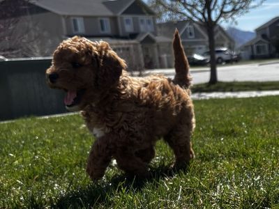 READY FOR EASTER....Teddy Bear Mini Goldendoodle