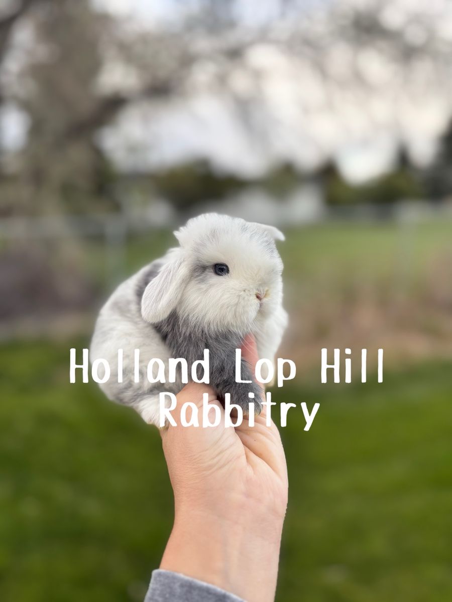 Purebred Holland Lop Magpie Baby Bunny
