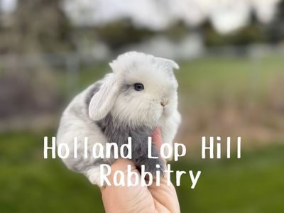 Purebred Holland Lop Magpie Baby Bunny