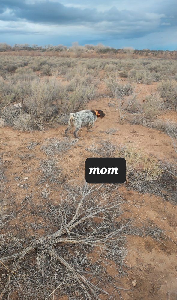 Akc german wirehaired pointer pups
