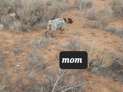 Akc german wirehaired pointer pups