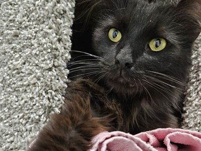 Hello my name is Coal