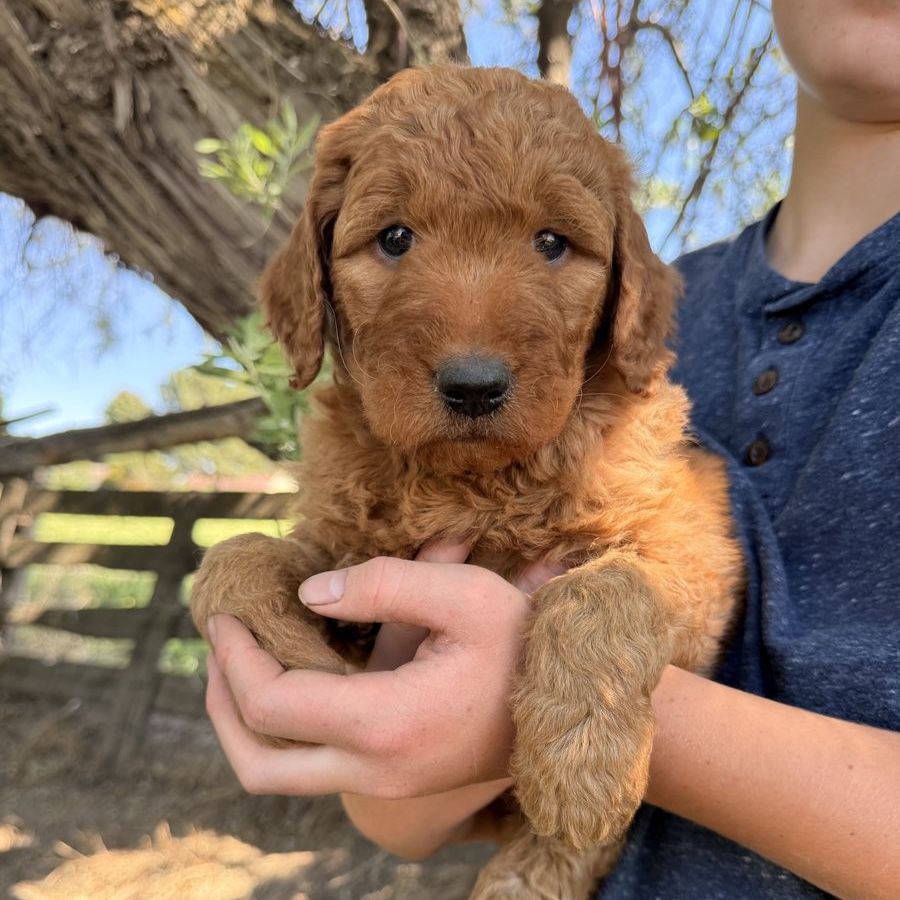 F1 Goldendoodle Puppies - Deep Red