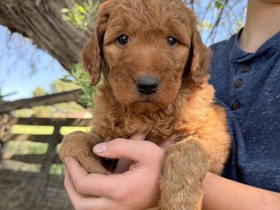 F1 Goldendoodle Puppies - Deep Red