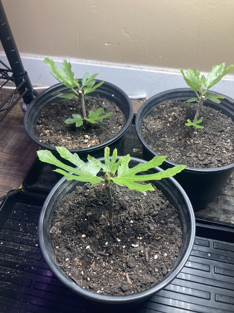 Violette De bourdeauX fig Tree