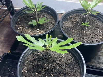 Violette De bourdeauX fig Tree