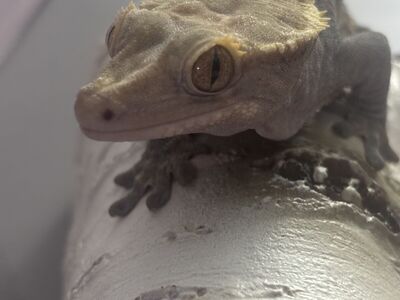 Adult crested gecko (pet only)