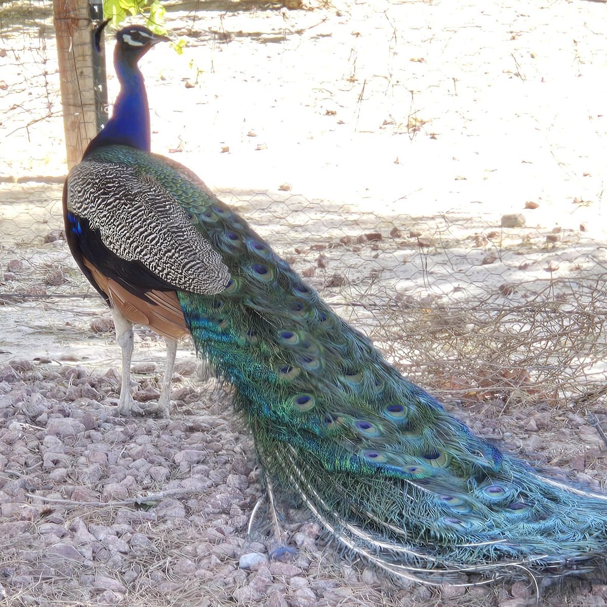 peacocks