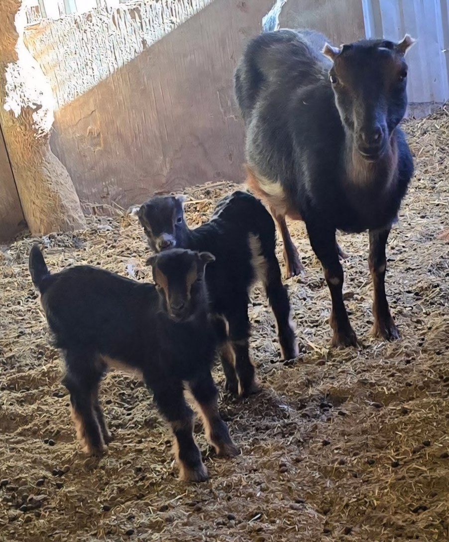 Mini Lamancha Does & Kids