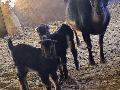 Mini Lamancha Does & Kids