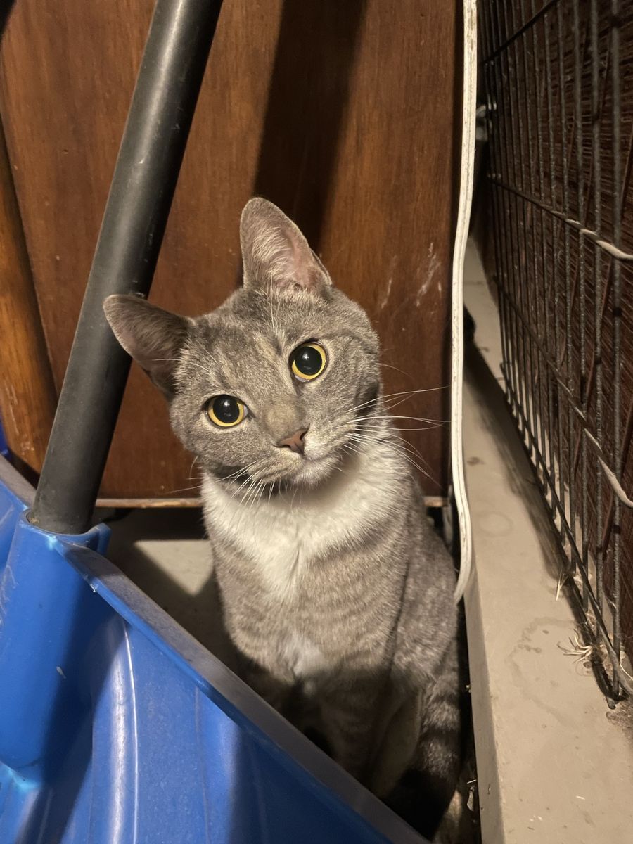 Found cat