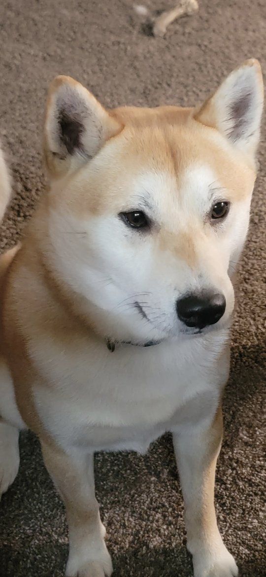 Shiba Inu
