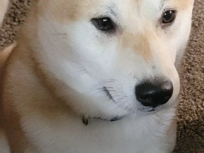 Shiba Inu