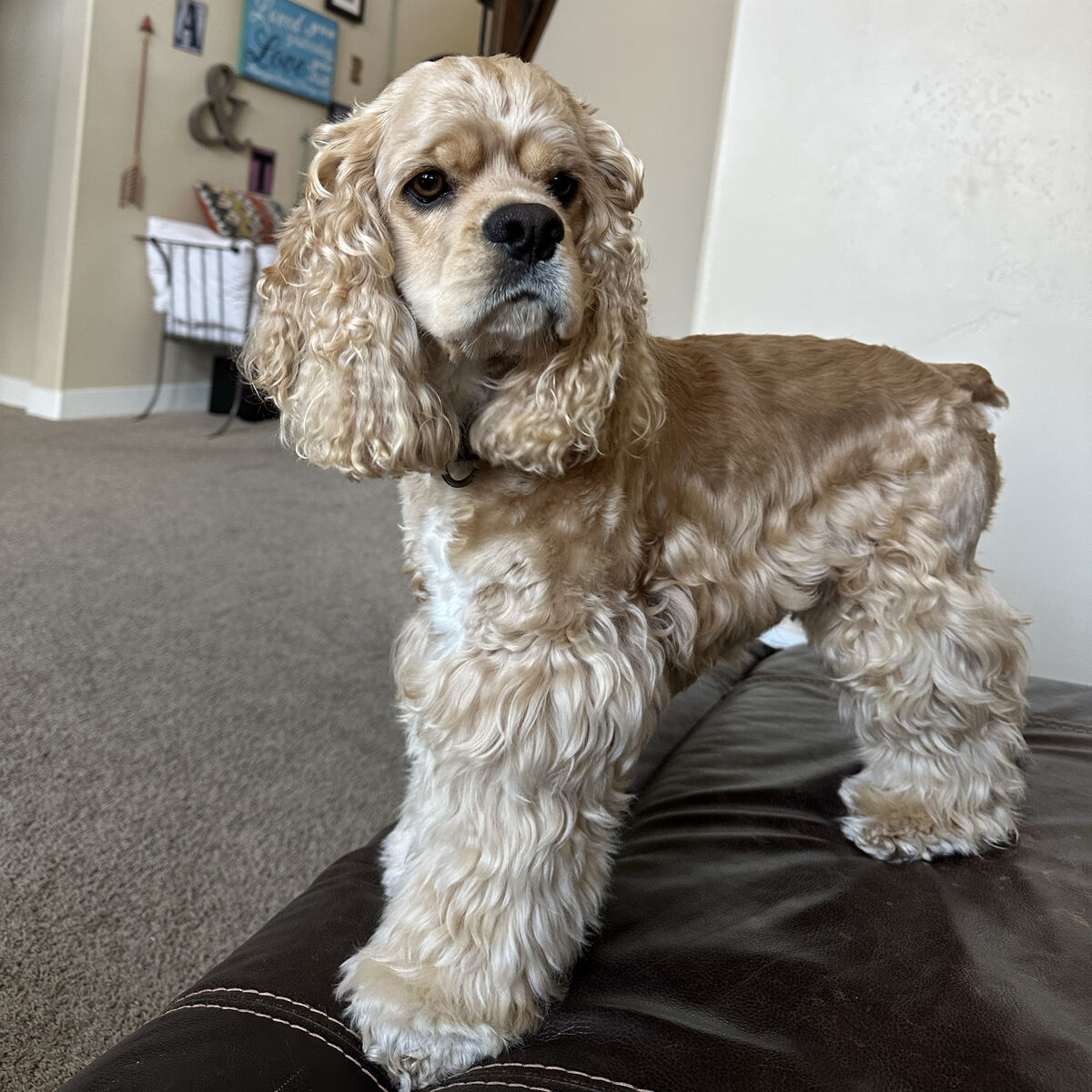 Cocker Spaniel- Stud Service