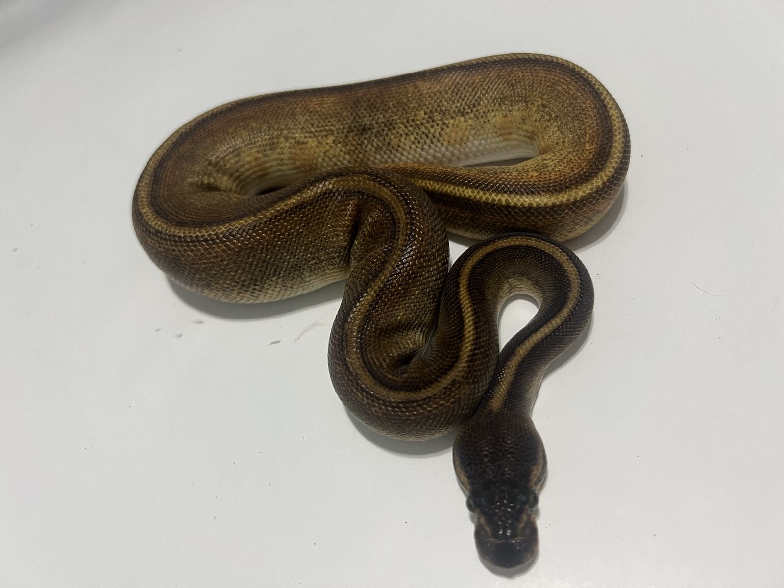 Live Pet Reptile - Ball Python #34