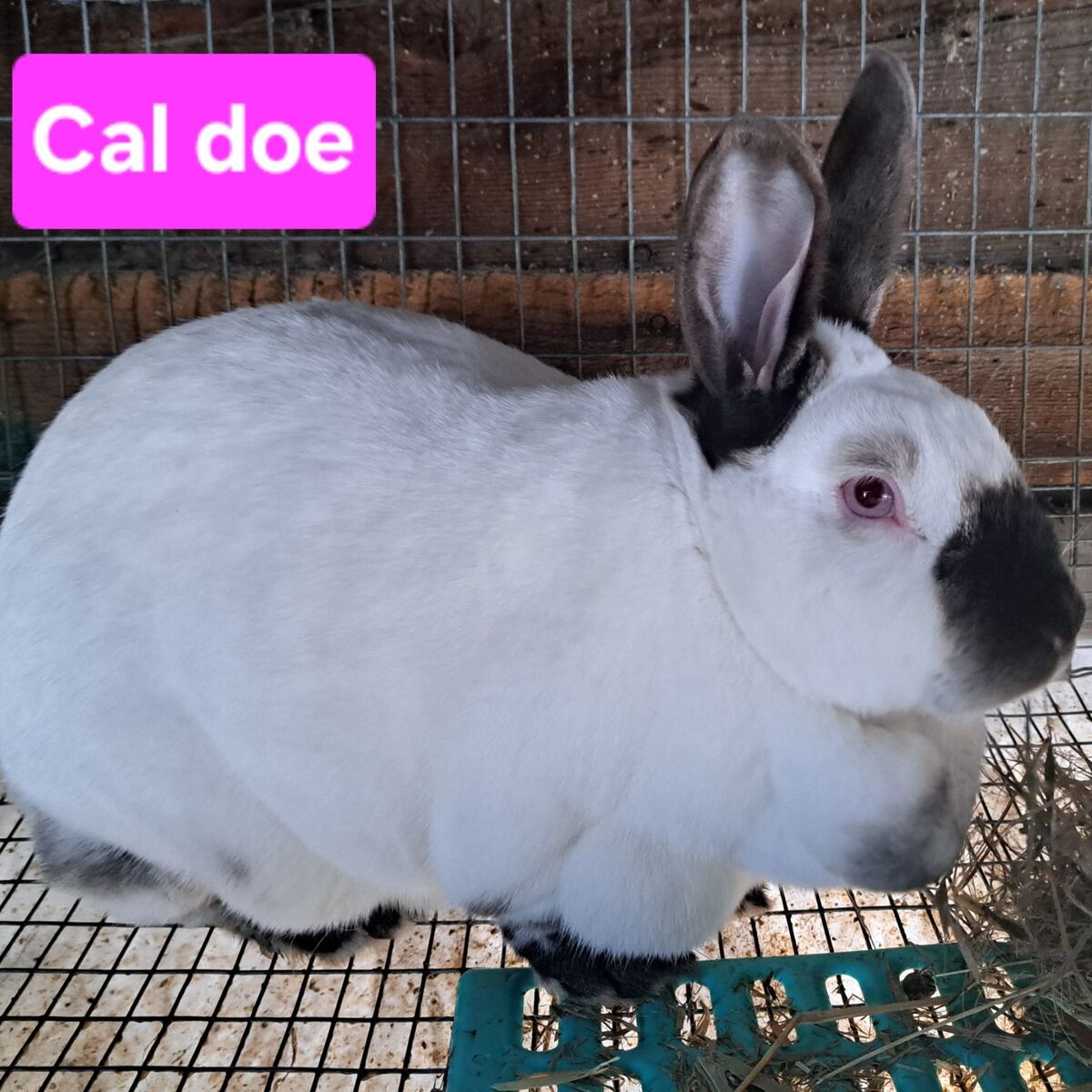 Meat Rabbits- Californian, Rex & Rex/Cal