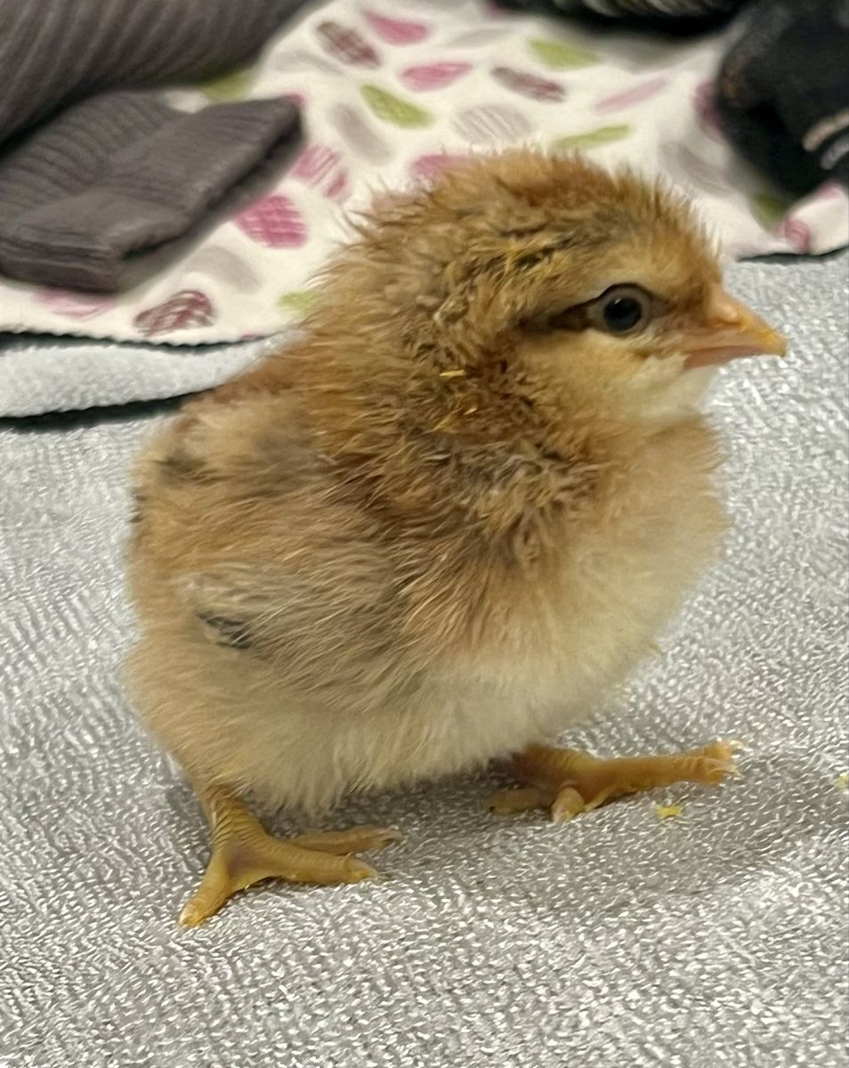 Chicks.  4 days old Pullets. Bielefelder 3 left