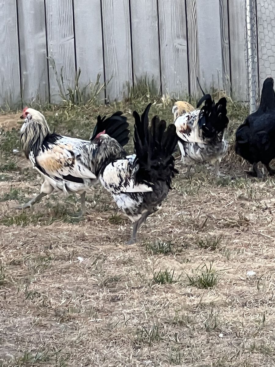 3 Roosters