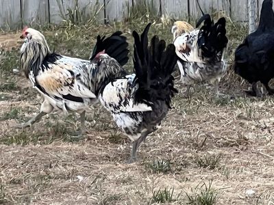 3 Roosters