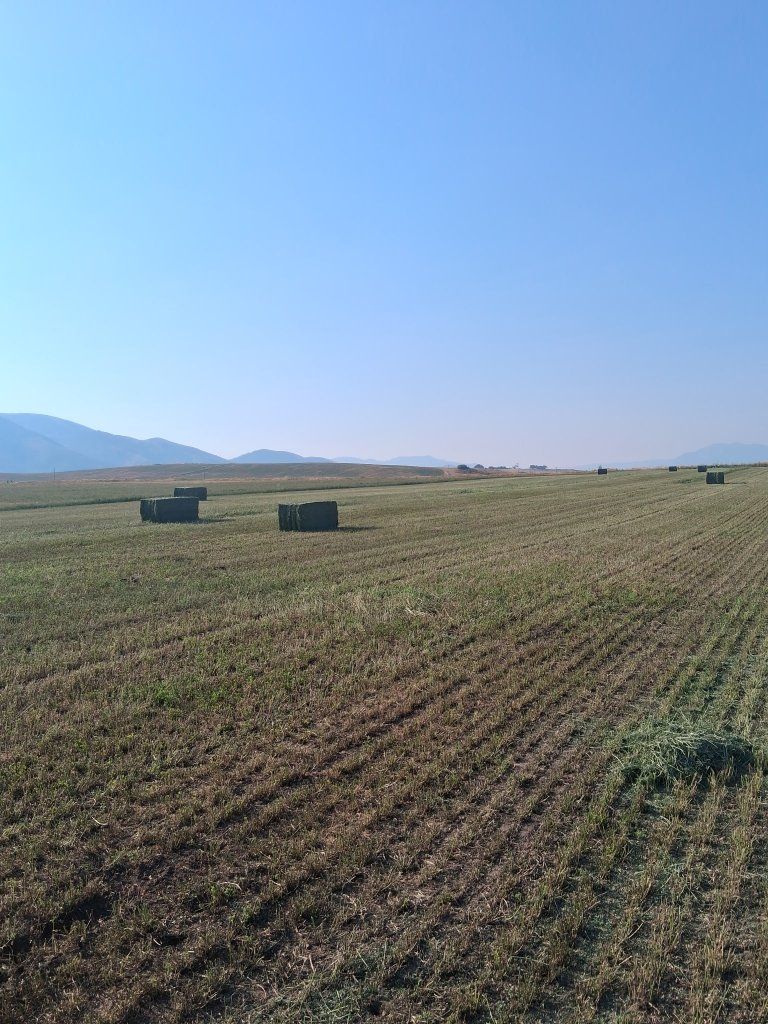 2nd crop 3x3 bales