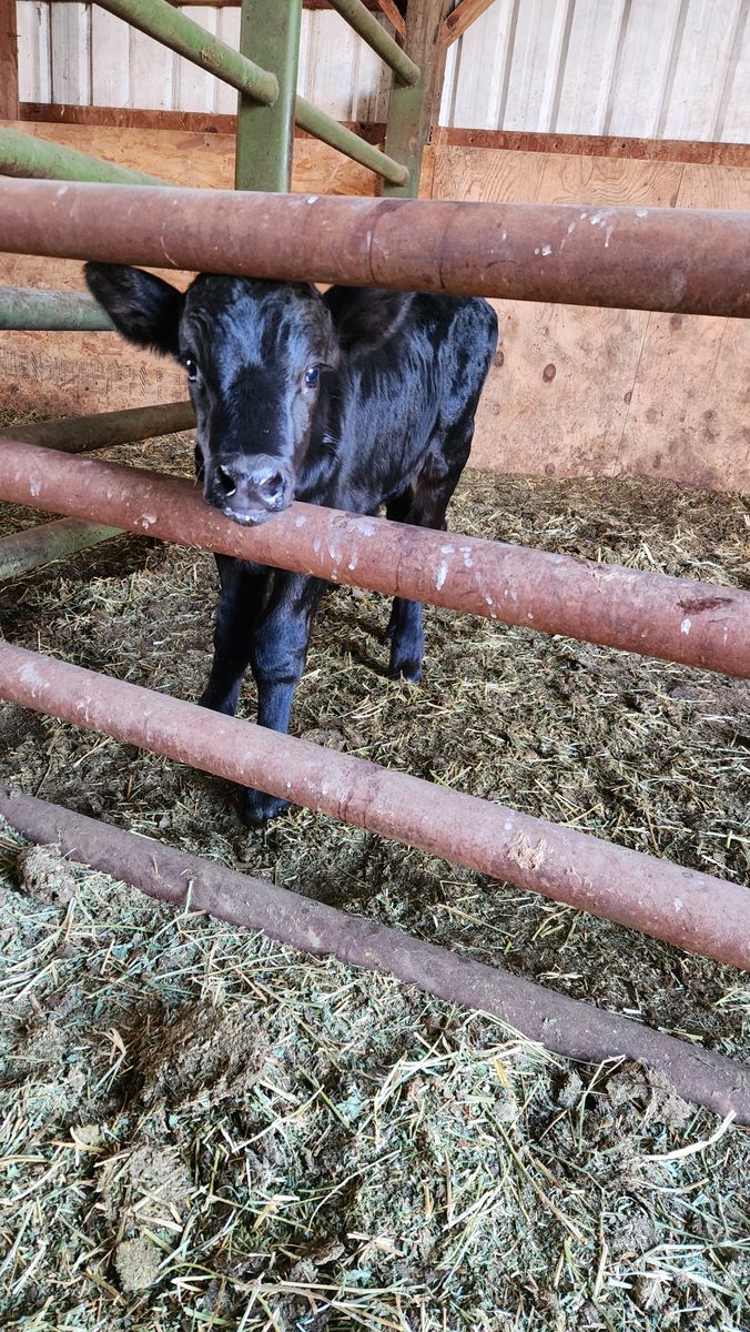 Black Angus Calf