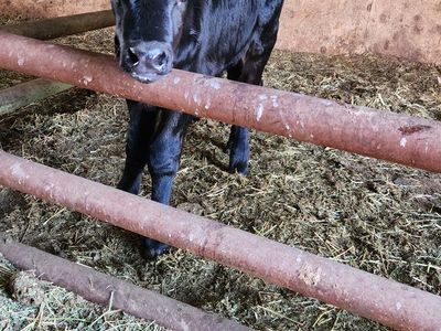 Black Angus Calf