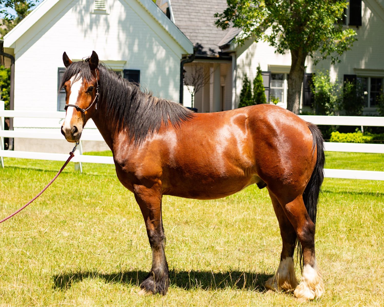 2 year old half draft