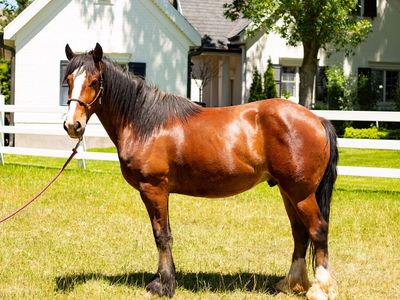 2 year old half draft