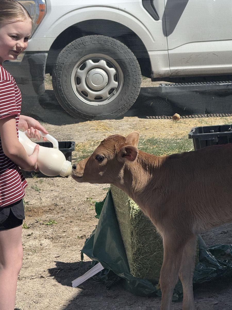 Bottle Calves – Jersey/Beef Cross (6 Available)