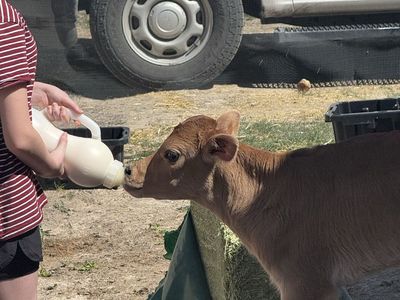Bottle Calves – Jersey/Beef Cross (6 Available)