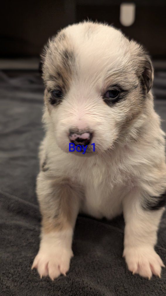 Australian Shepherd/Border Collie Puppies