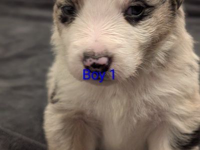 Australian Shepherd/Border Collie Puppies