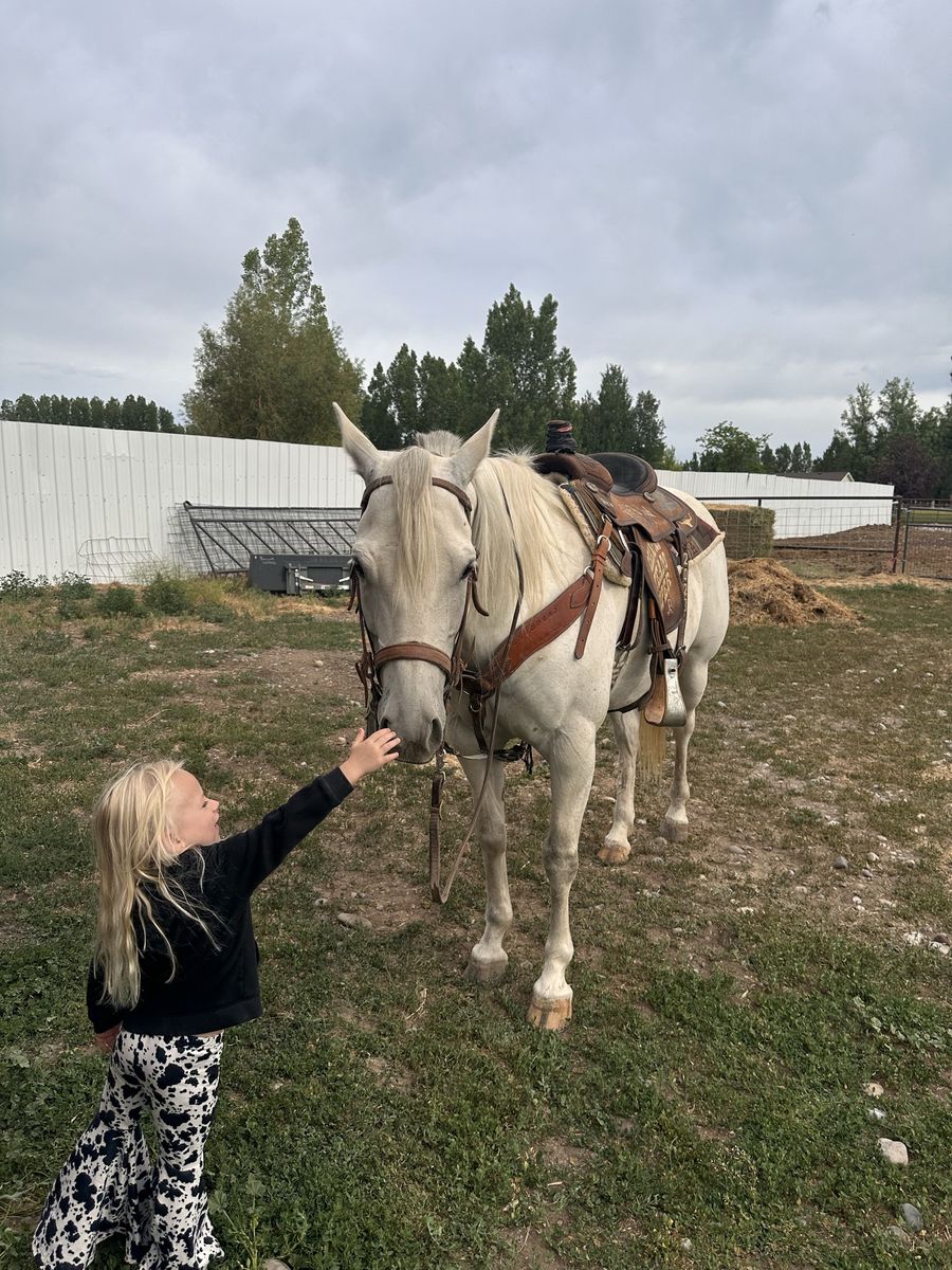2016 APHA Ranch and Roping Mare