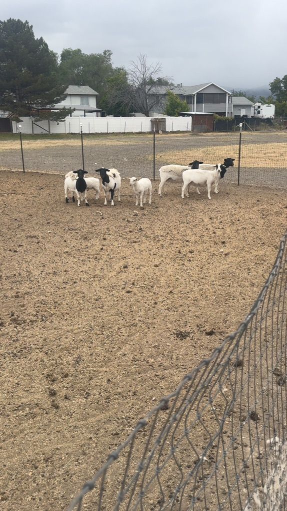 Dorper Ewes
