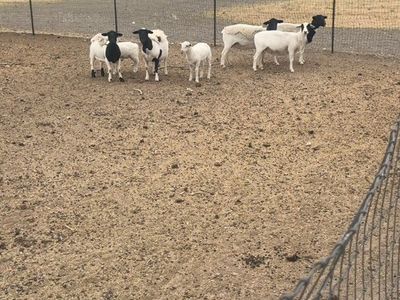 Dorper Ewes