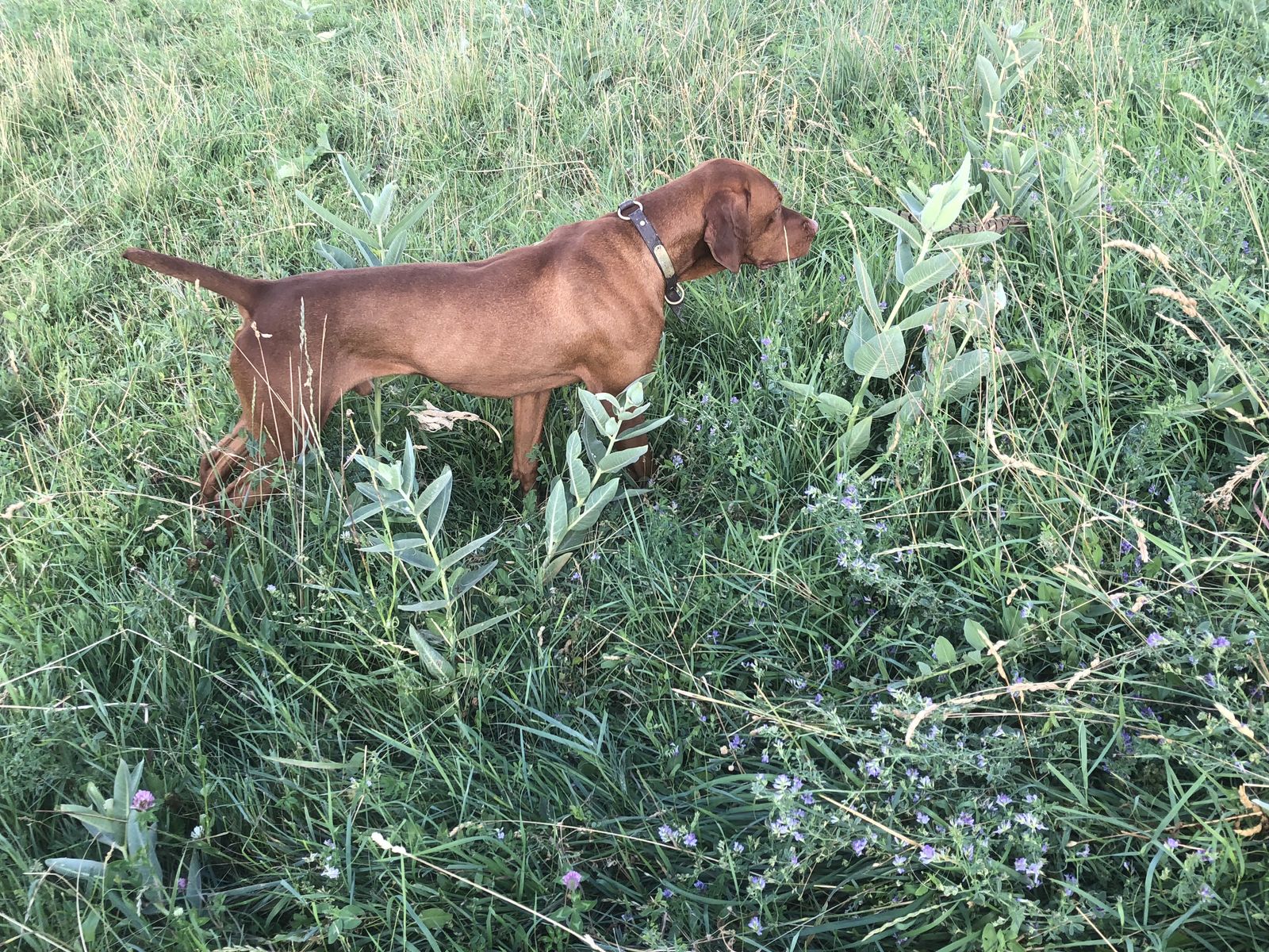 ISO Vizsla Stud