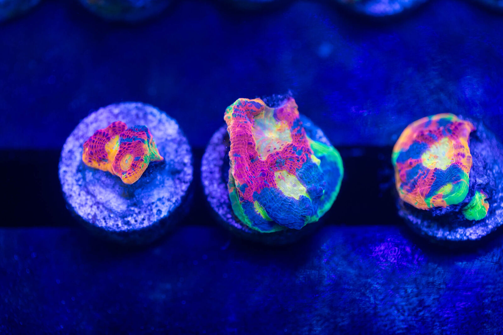 Hundreds of corals available