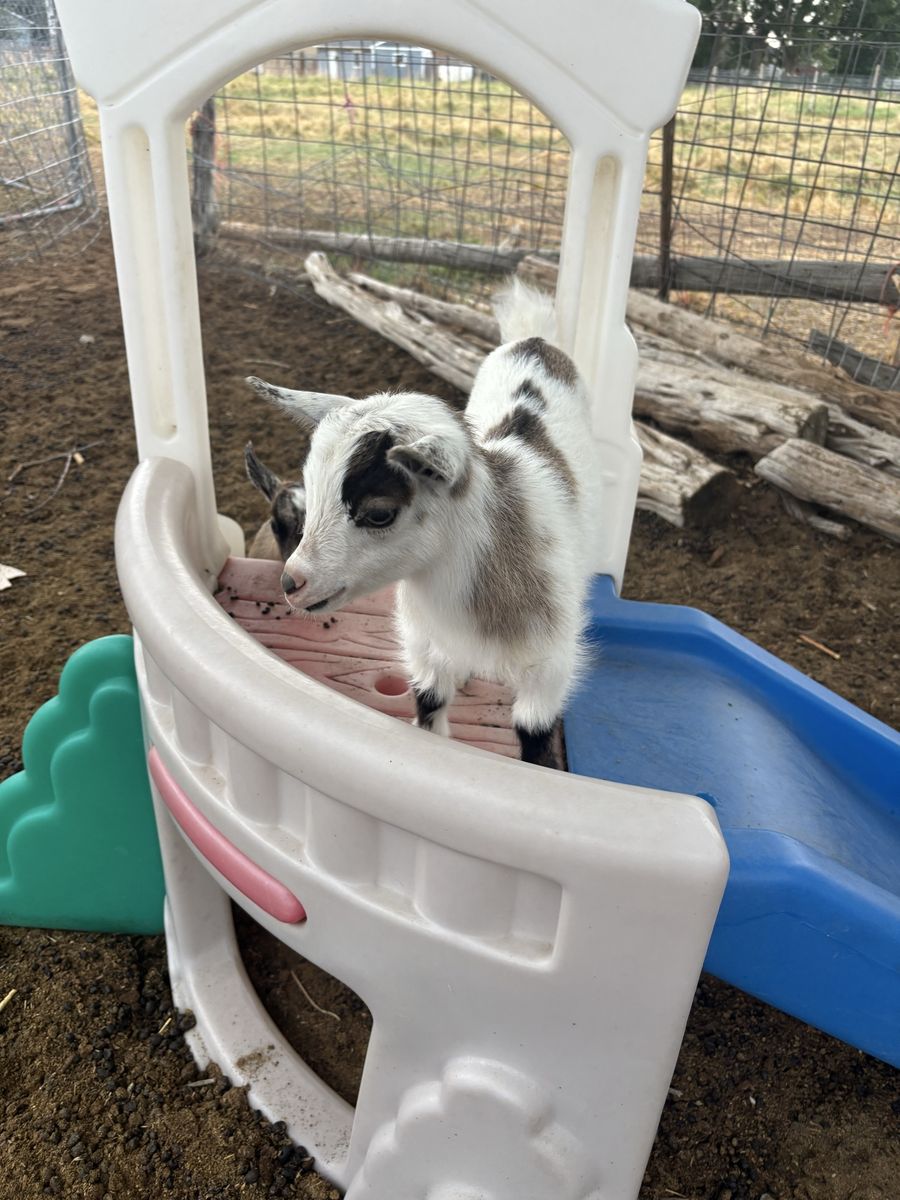 Nigerian Dwarf Baby Goats - Male and Female Available
