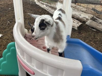 Nigerian Dwarf Baby Goats - Male and Female Available