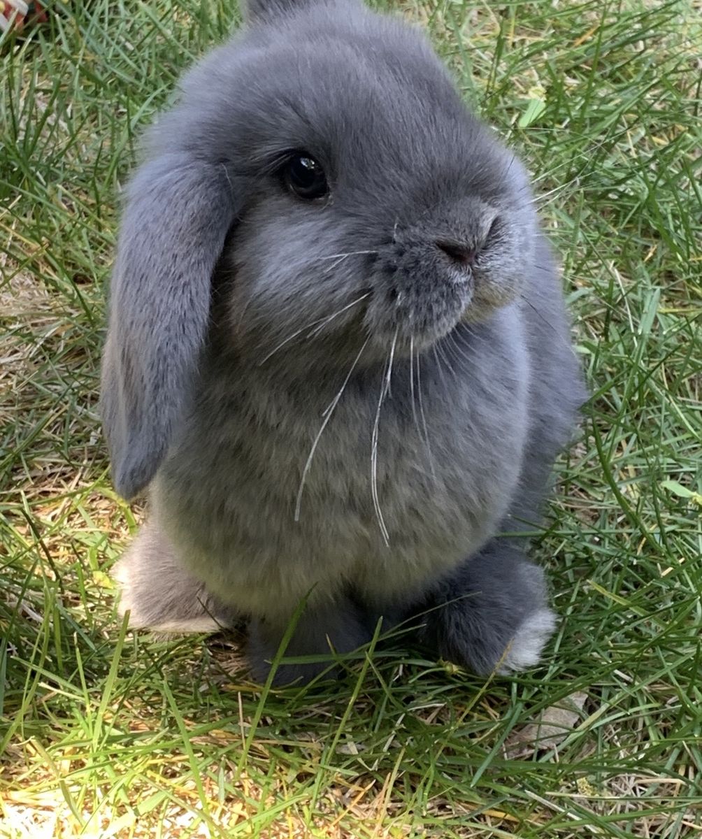 FREE Holland Lop Bunnies- Bonded Pair