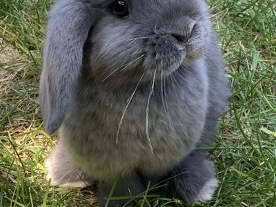 FREE Holland Lop Bunnies- Bonded Pair