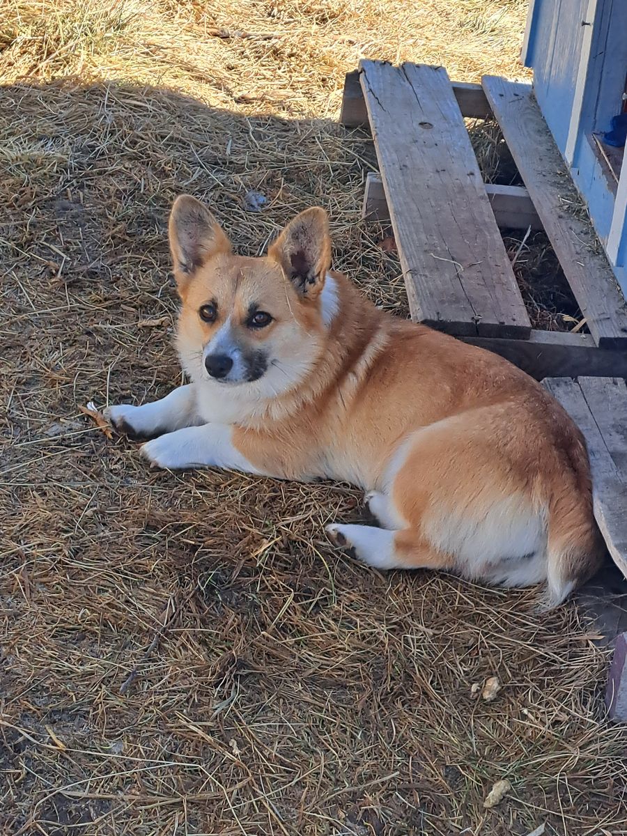 Energetic Cardigan Corgi