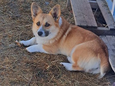 Energetic Cardigan Corgi