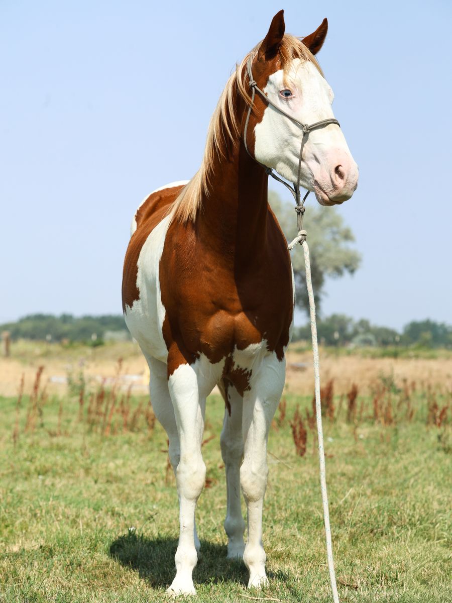 3 year old APHA gelding