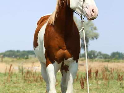 3 year old APHA gelding